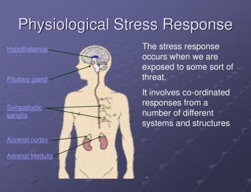 sel fizyolojik stres Nedir? nsan sal in Neden nemli? Bu stres azaldnda ne olur?